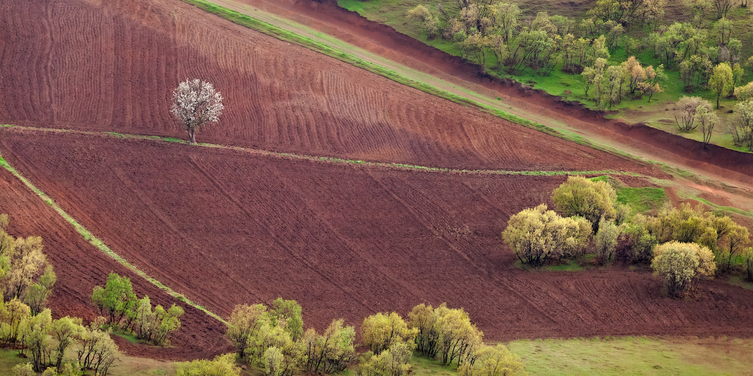 Artwork Spring Tree by Mehdi Arastouei Artwork Spring Tree by Mehdi Arastouei