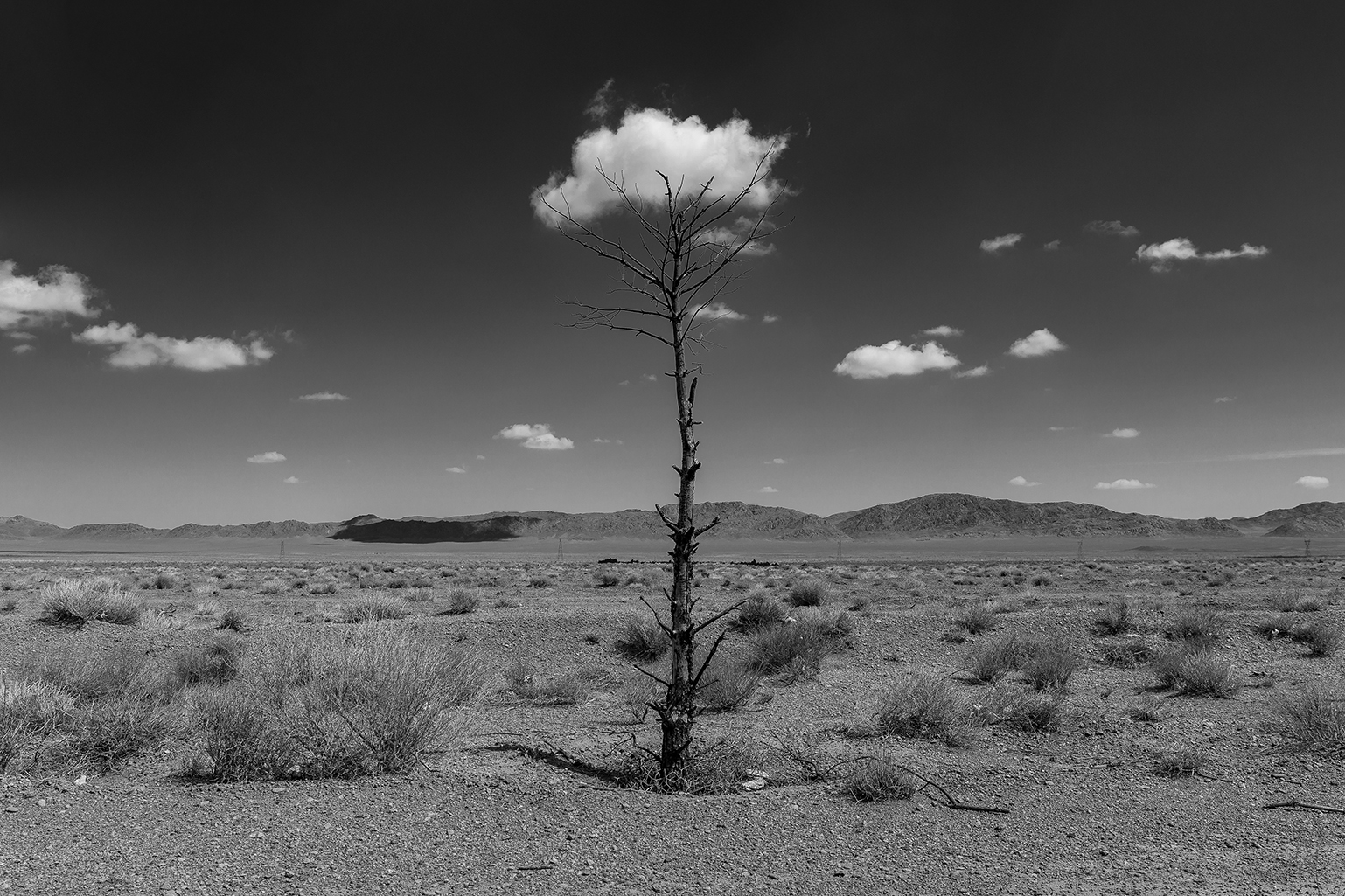 اثر درخت 2 از مجید حجتی (ماهو) اثر درخت 2 از مجید حجتی (ماهو)