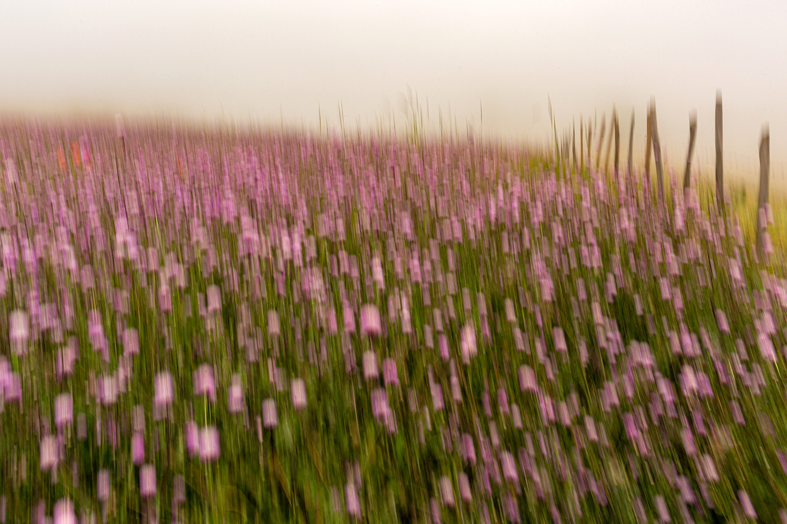 گل های صورتی | | بازار هنری گل های صورتی | | بازار هنری