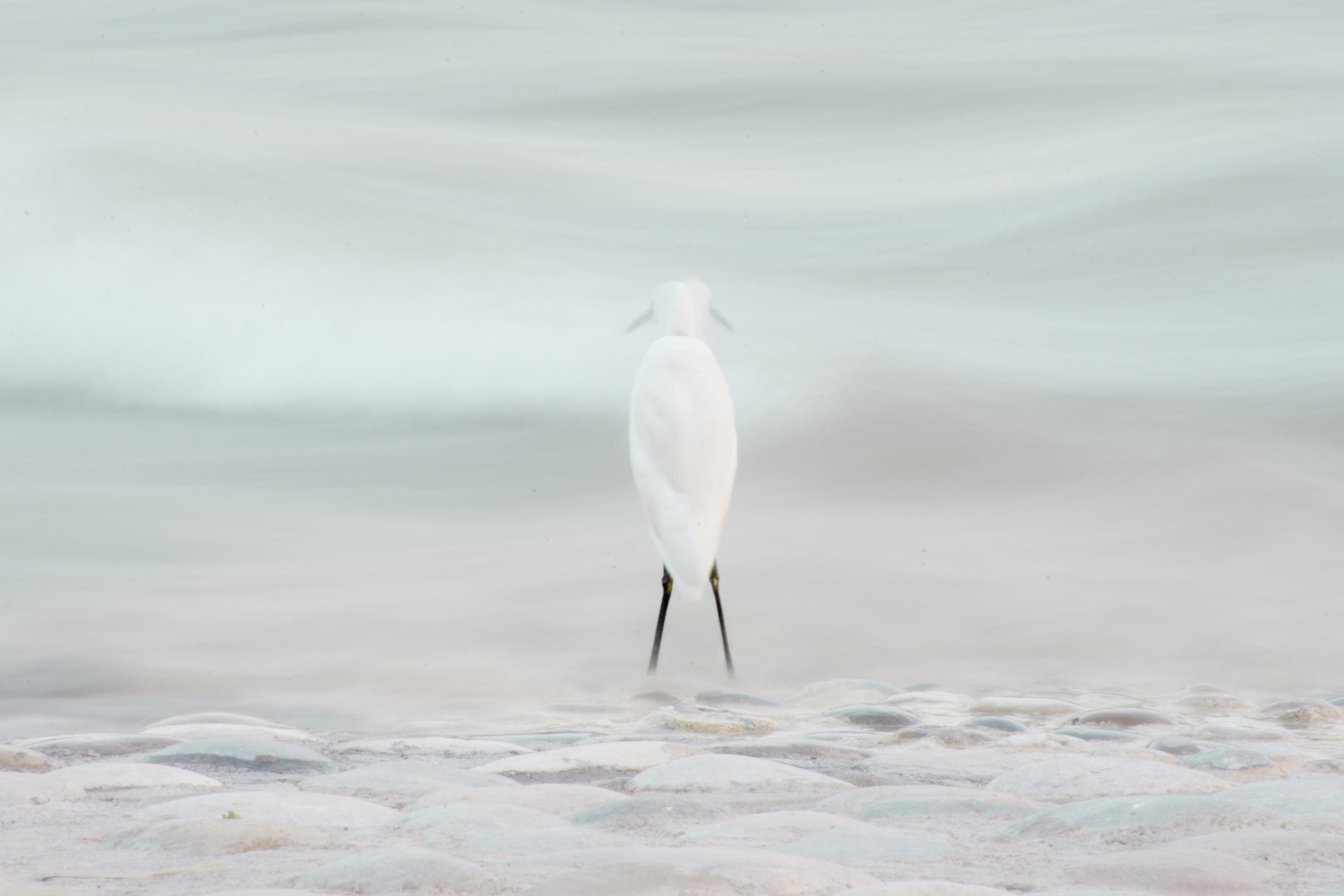 Artwork White bird by Meysam Khaledian Artwork White bird by Meysam Khaledian