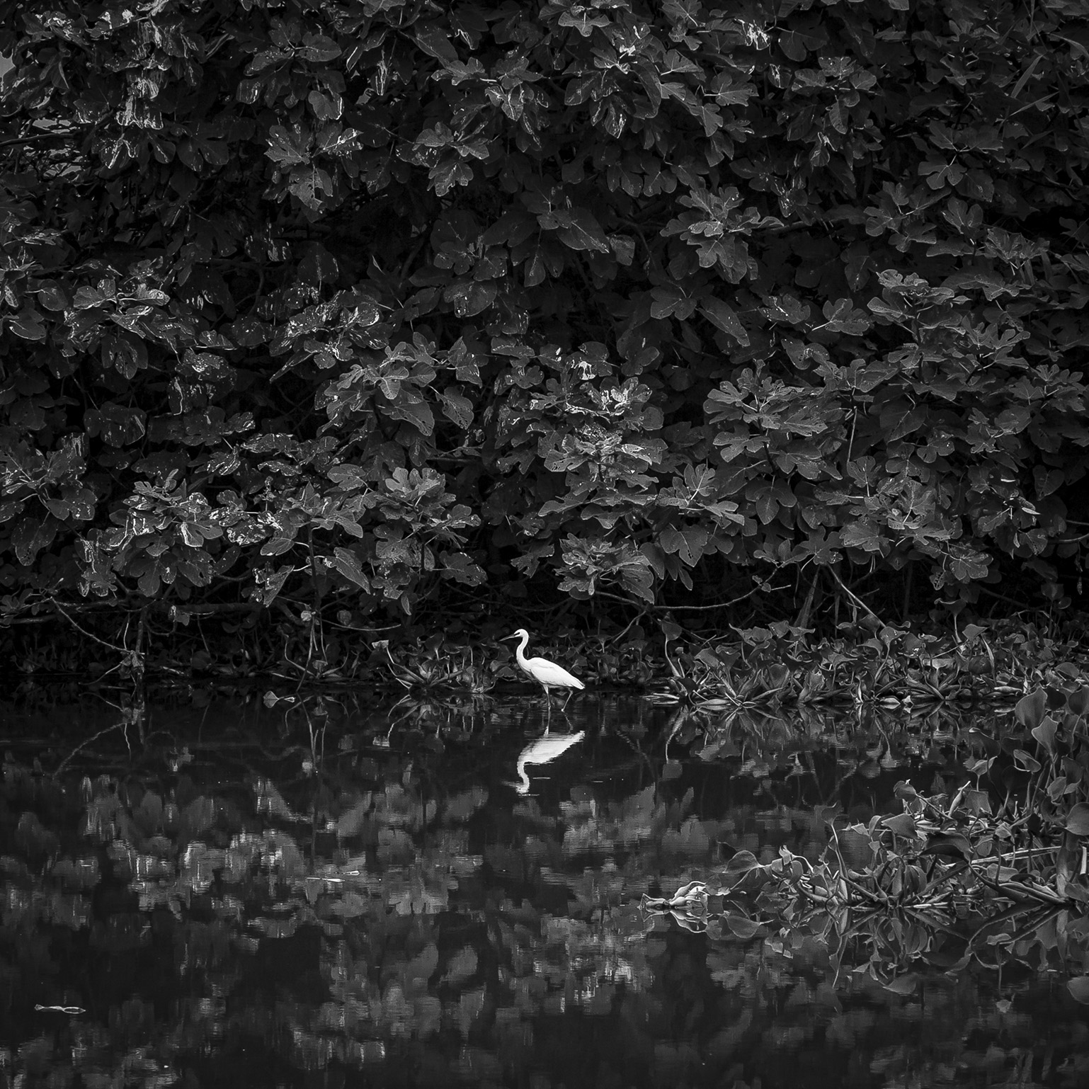 سفید پررنگ | | خرید آثار هنری سفید پررنگ | | خرید آثار هنری