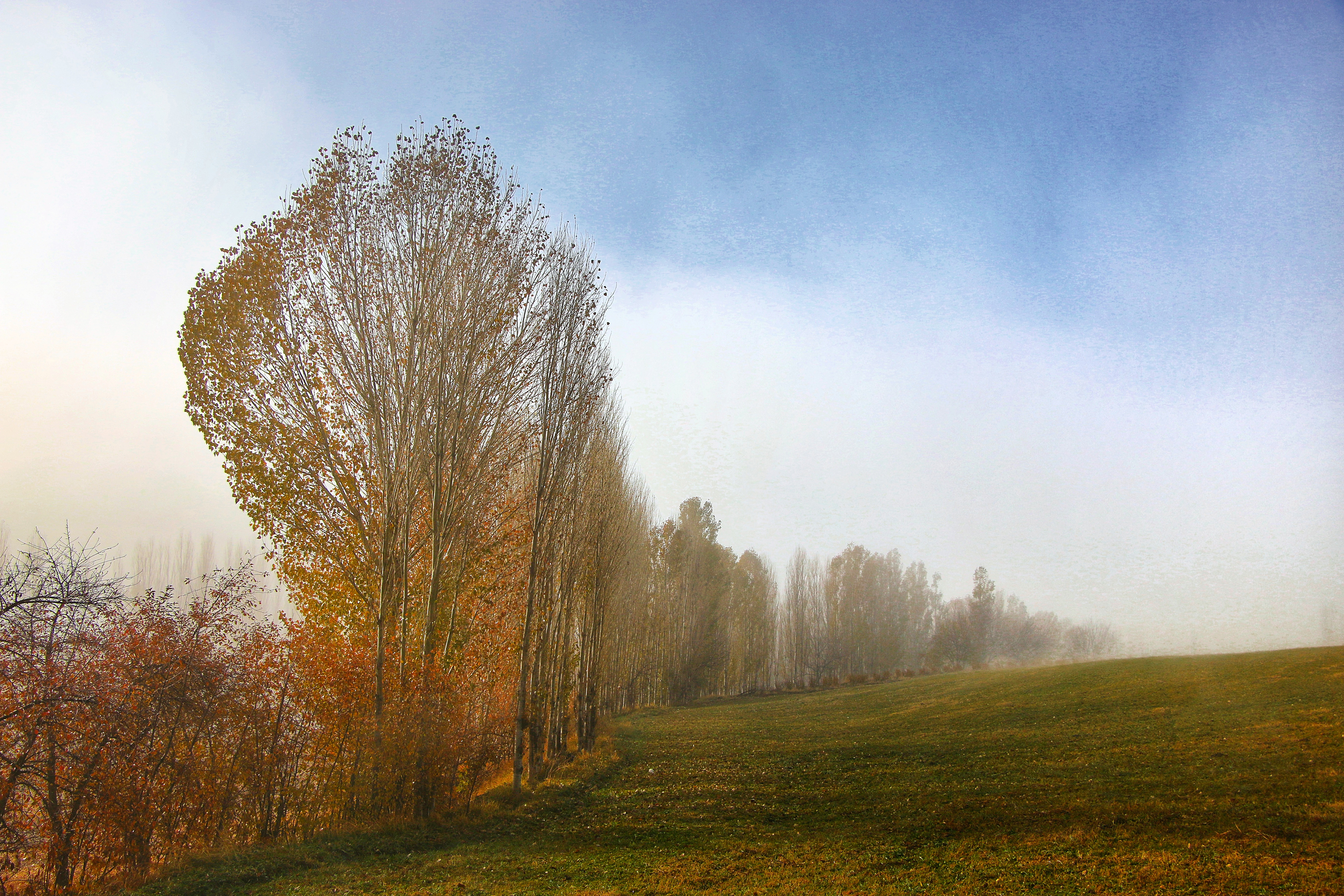 Artwork Autumn by abbas rahmani Artwork Autumn by abbas rahmani