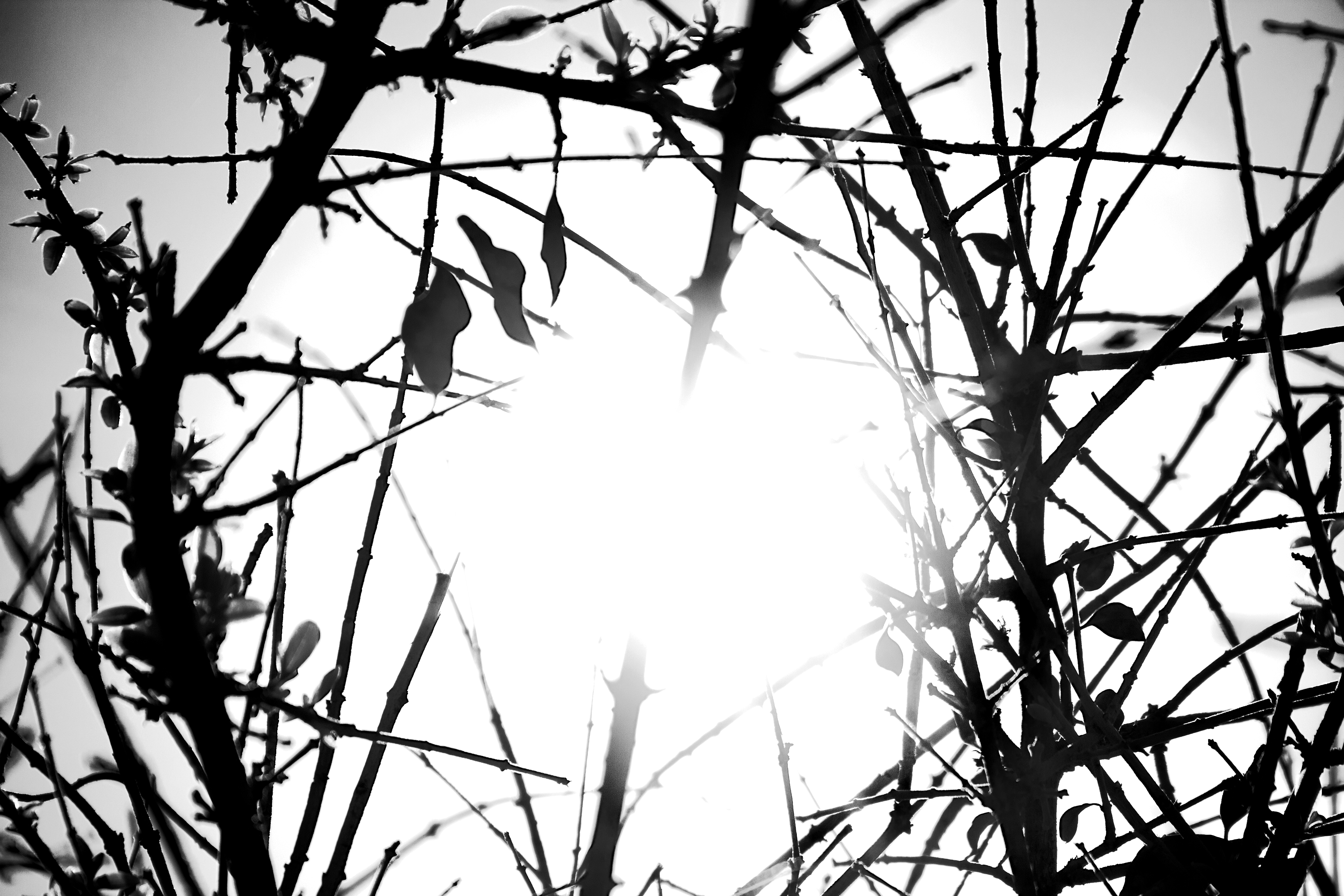 Artwork Winter by Marjan Ghoreyshi Artwork Winter by Marjan Ghoreyshi