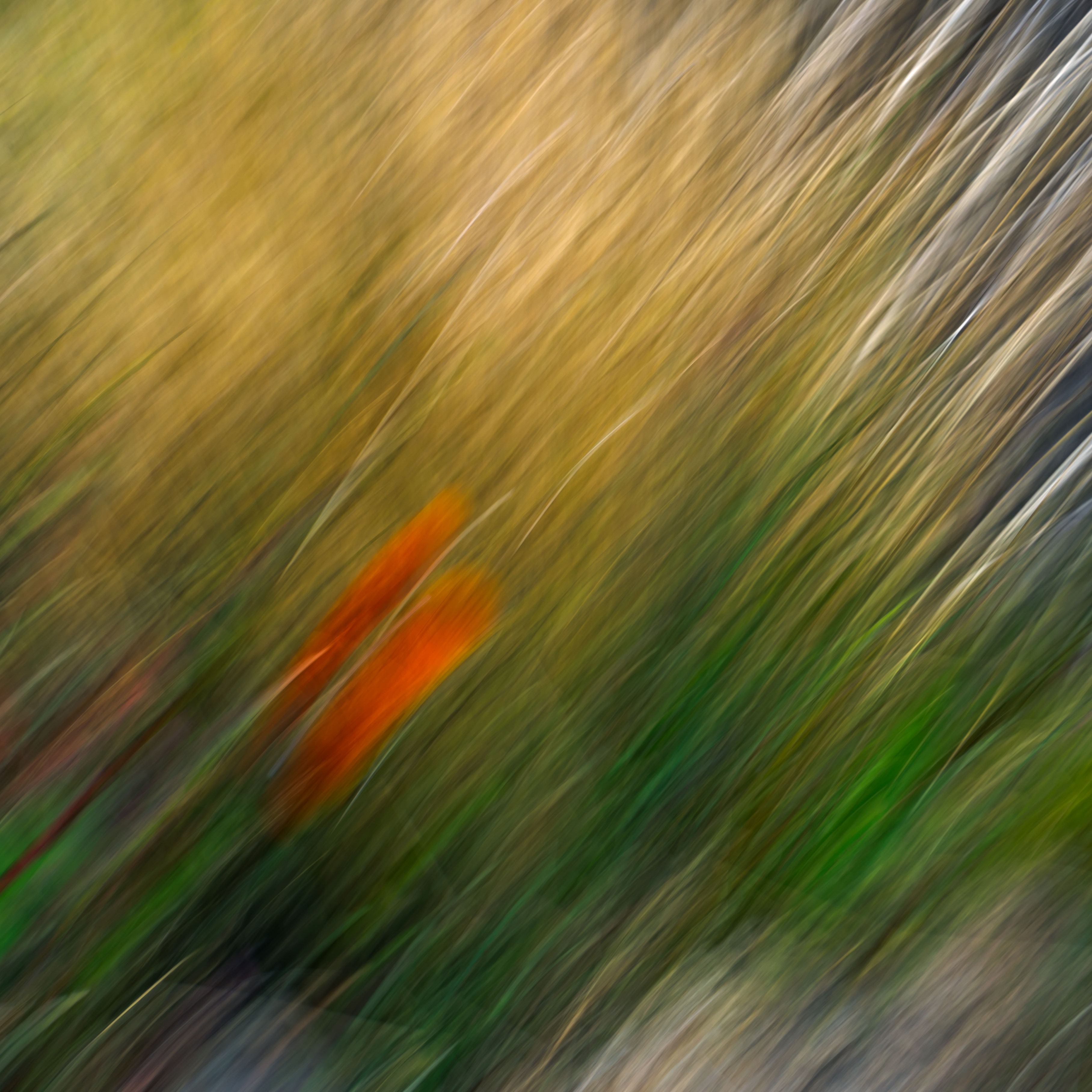 اثر قرمز از سعید محمودی ازناوه اثر قرمز از سعید محمودی ازناوه