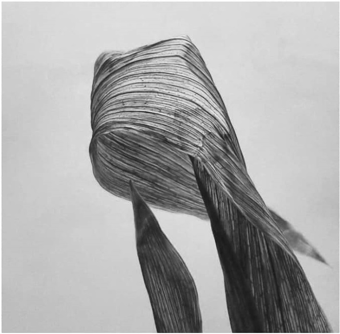 Artwork Untitled by MAJID KORANGBEHESHTI Artwork Untitled by MAJID KORANGBEHESHTI