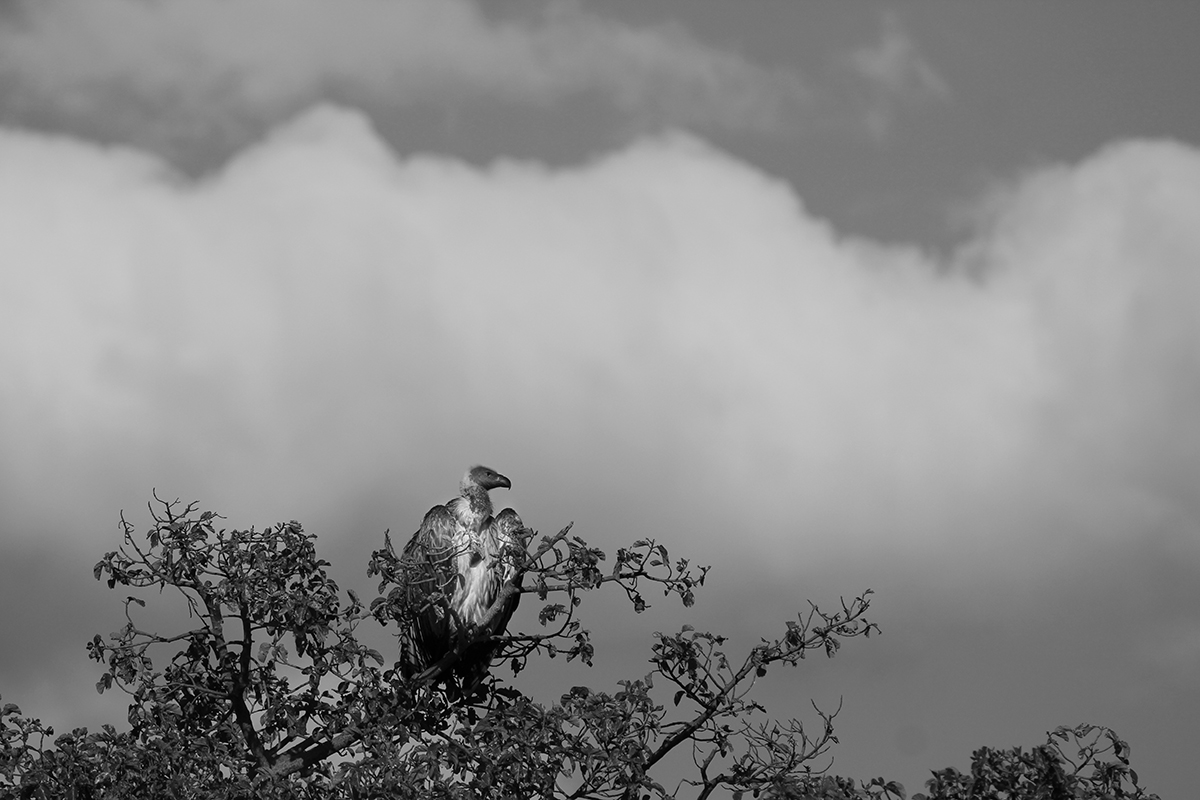 جلال و جبروت | | گالری هنری جلال و جبروت | | گالری هنری