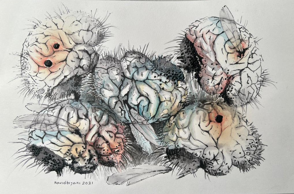 اثر مجموعه مغزها 14 از نوید بیژنی اثر مجموعه مغزها 14 از نوید بیژنی