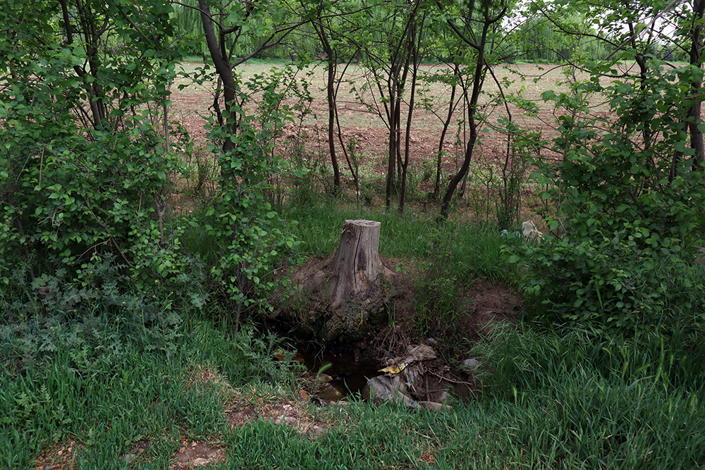 Artwork tree soul by Arsham Rezaei Artwork tree soul by Arsham Rezaei