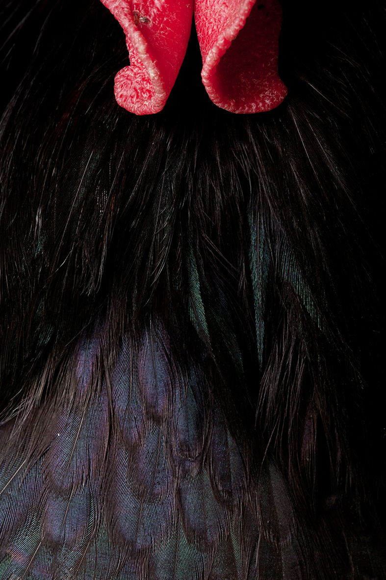 اثر پاز از محمدرضا راشد اثر پاز از محمدرضا راشد