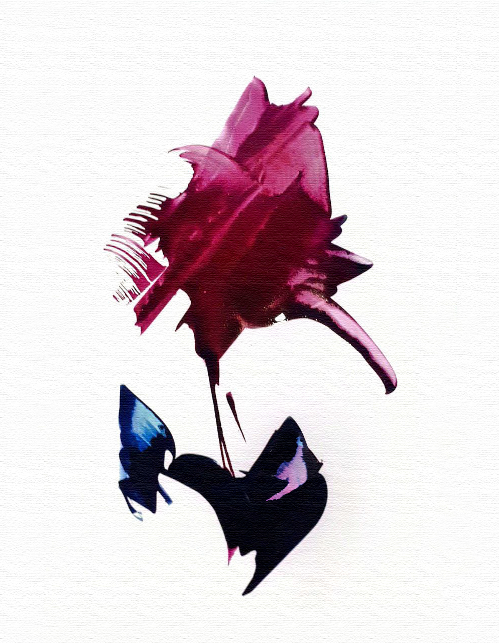 اثر رز ارغوان از حمیدرضا اکبری اثر رز ارغوان از حمیدرضا اکبری