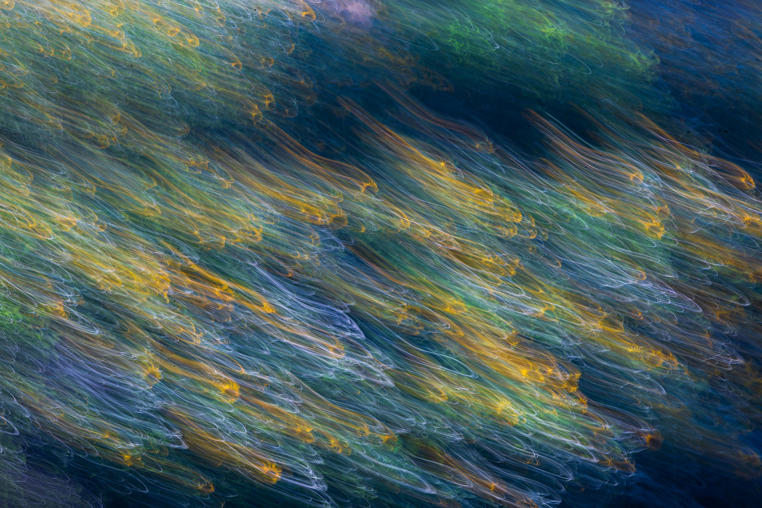 گل های ماهی | | فروشگاه تابلو هنری گل های ماهی | | فروشگاه تابلو هنری