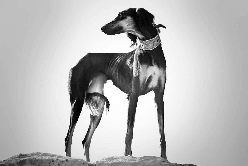 Artwork doggie life-7 by ali ranjbaran Artwork doggie life-7 by ali ranjbaran