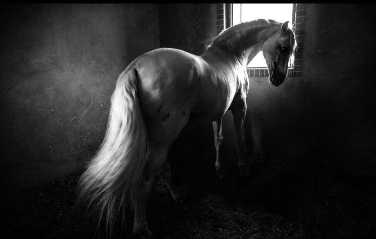 اثر آساکو از رامش حسینی لاهیجی اثر آساکو از رامش حسینی لاهیجی