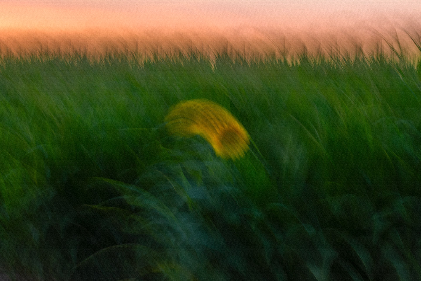 آفتابگردان تنها | | آرتیبیشن گالری آفتابگردان تنها | | آرتیبیشن گالری