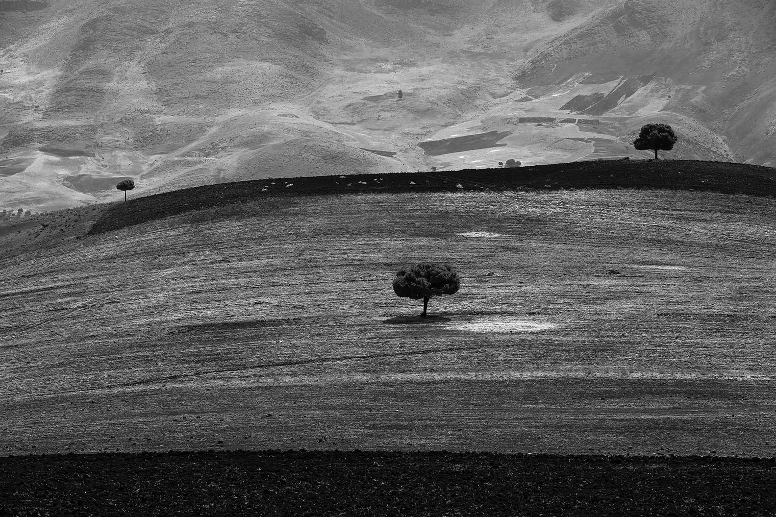 اثر درخت 1 از مجید حجتی (ماهو) اثر درخت 1 از مجید حجتی (ماهو)