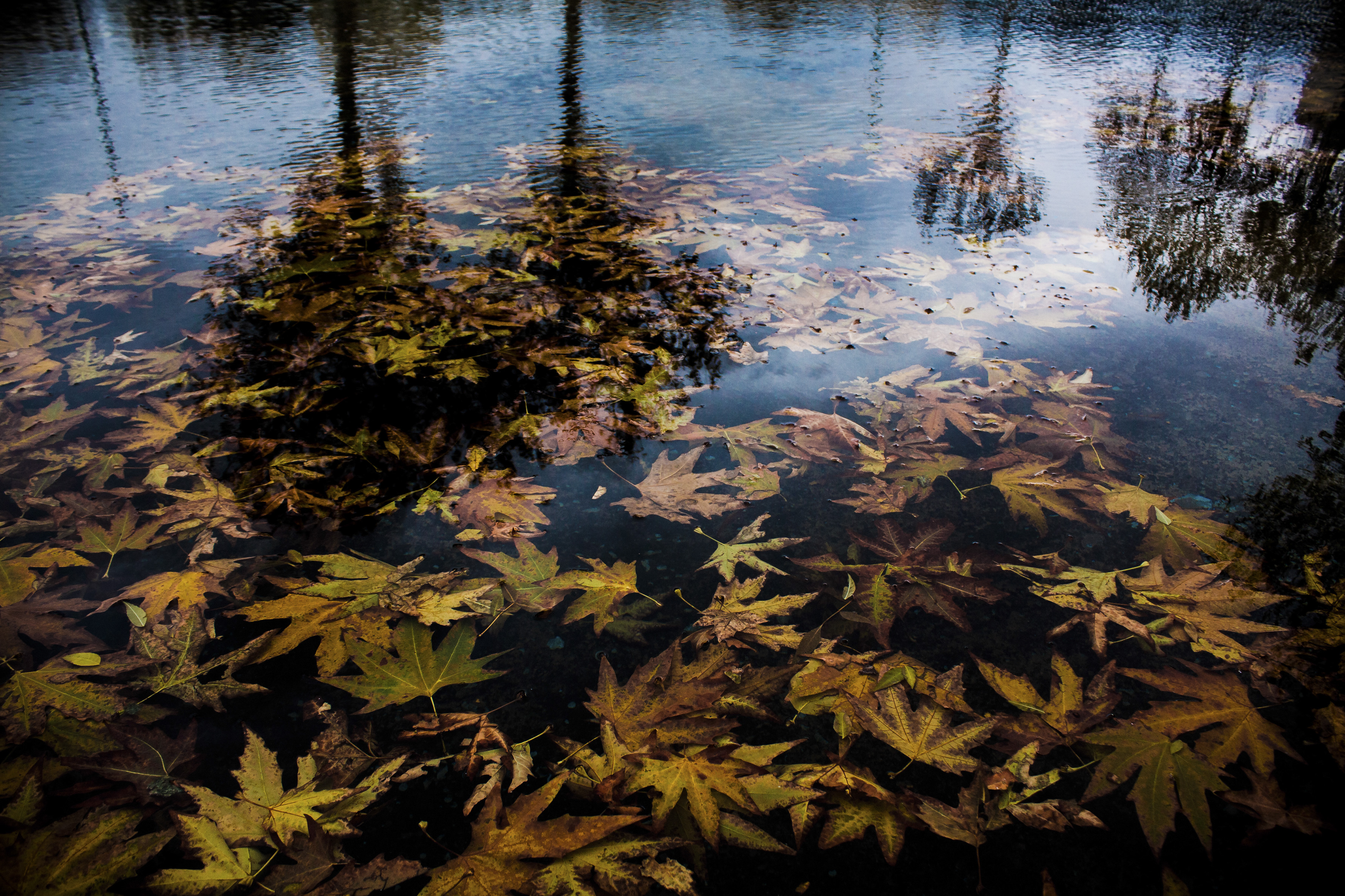 اثر پائیز2 از شهروز حیدری اثر پائیز2 از شهروز حیدری