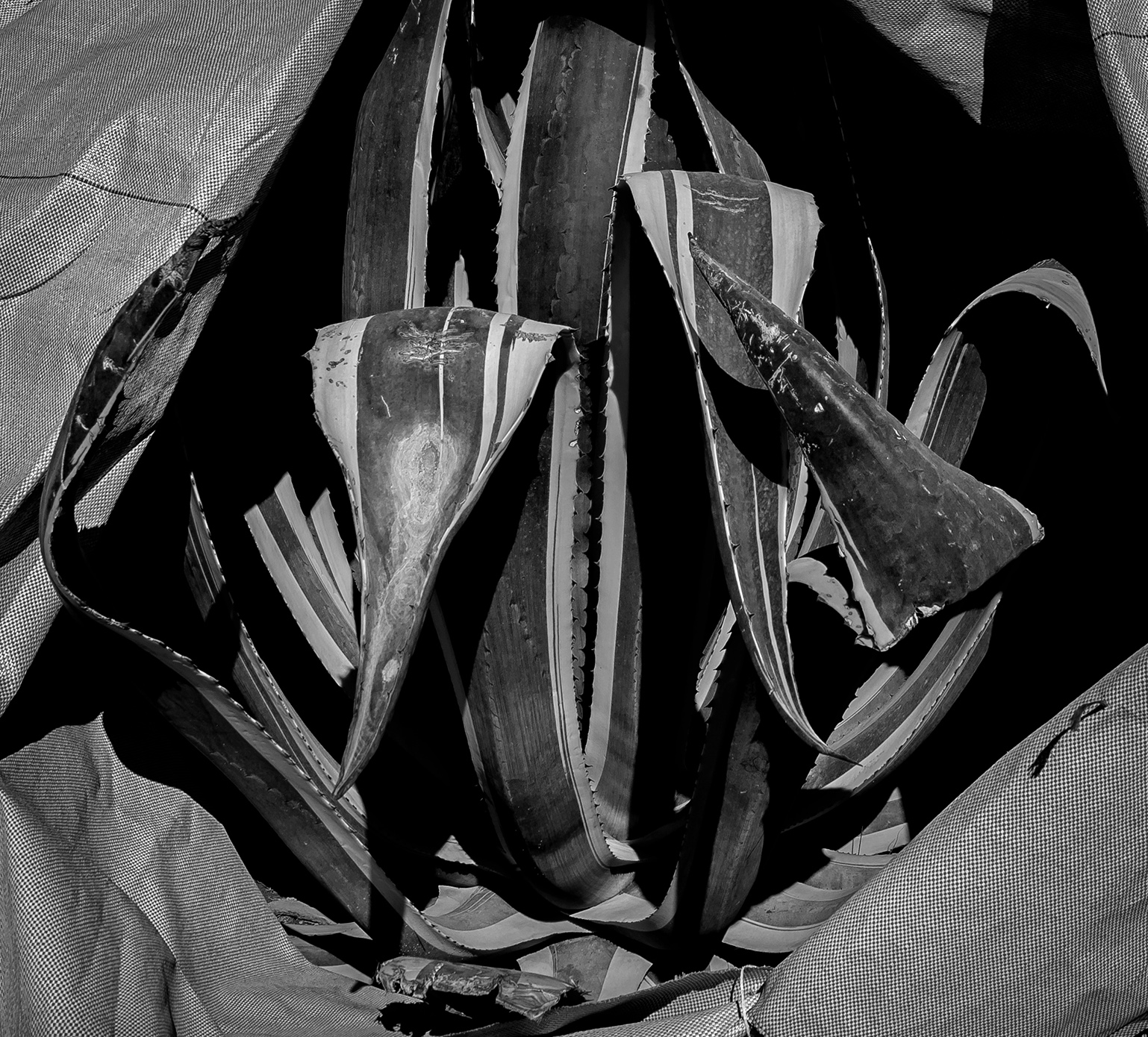 کاکتوس | | بازار هنری کاکتوس | | بازار هنری