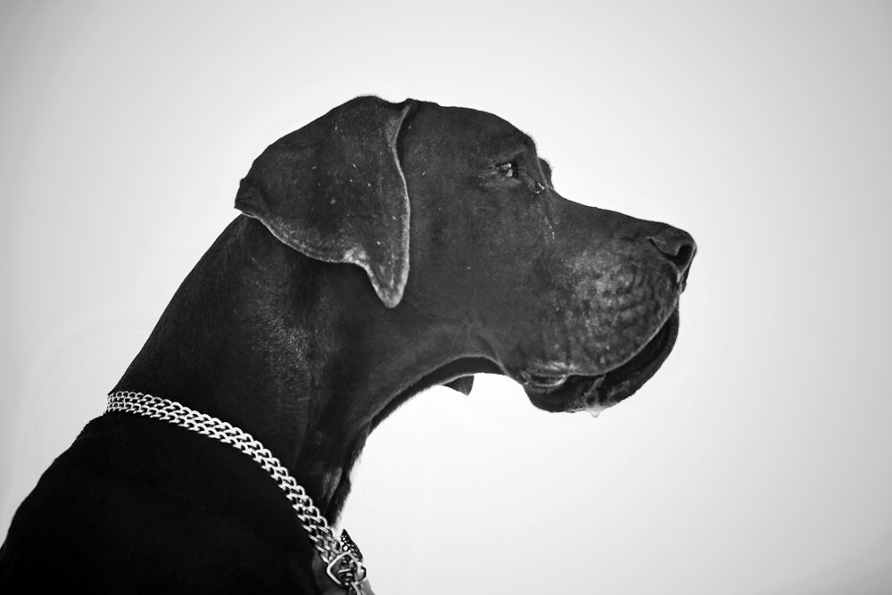 Artwork doggie life-6 by ali ranjbaran Artwork doggie life-6 by ali ranjbaran