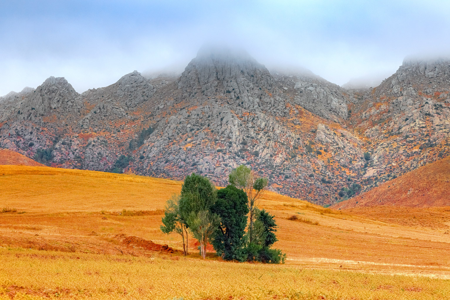 Artwork Greens gathering by Majid Hojati - Maho Artwork Greens gathering by Majid Hojati - Maho