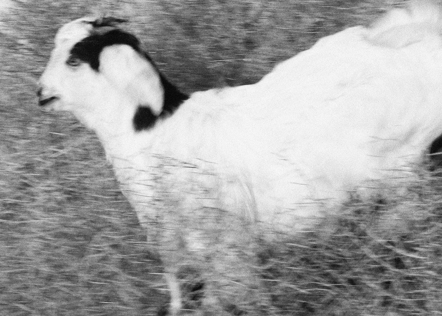 اثر گریز از عابد میرمعصومی اثر گریز از عابد میرمعصومی