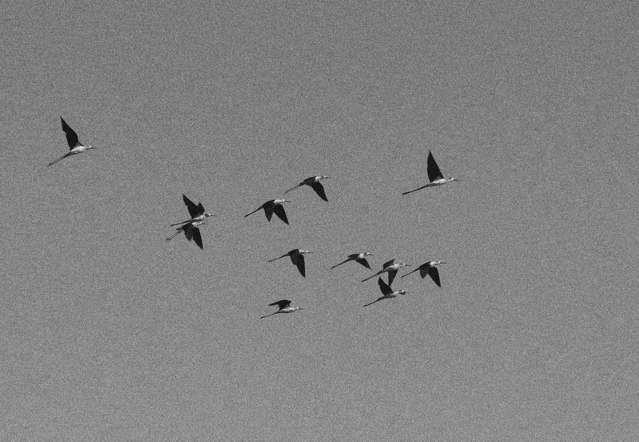 Artwork Gray birds by Abed Mirmasoumi Artwork Gray birds by Abed Mirmasoumi