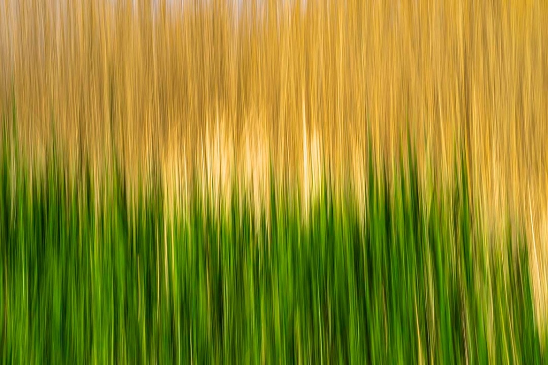 اثر نیزار از سعید محمودی ازناوه اثر نیزار از سعید محمودی ازناوه