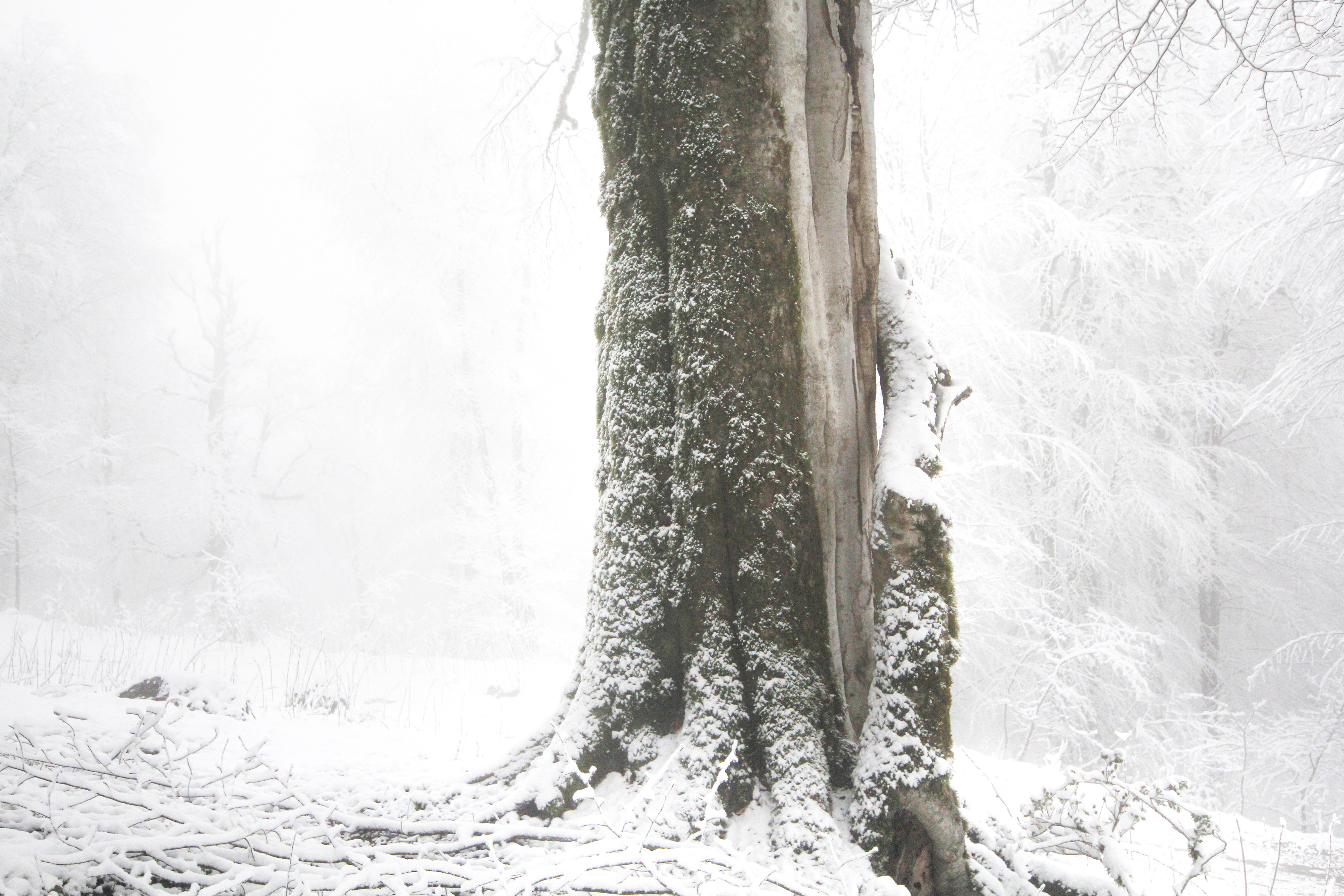 اثر استوار از سعید سالستانی اثر استوار از سعید سالستانی