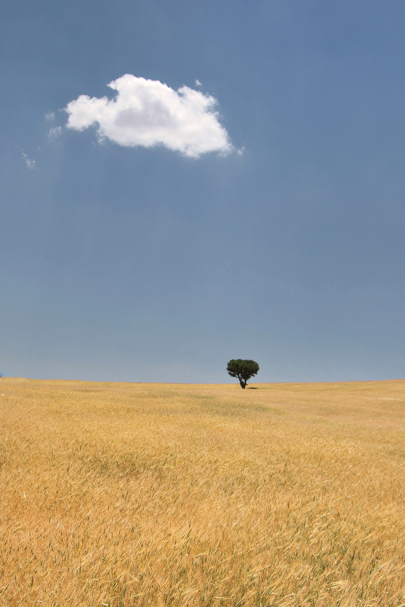 Artwork Summer noon by abbas rahmani Artwork Summer noon by abbas rahmani