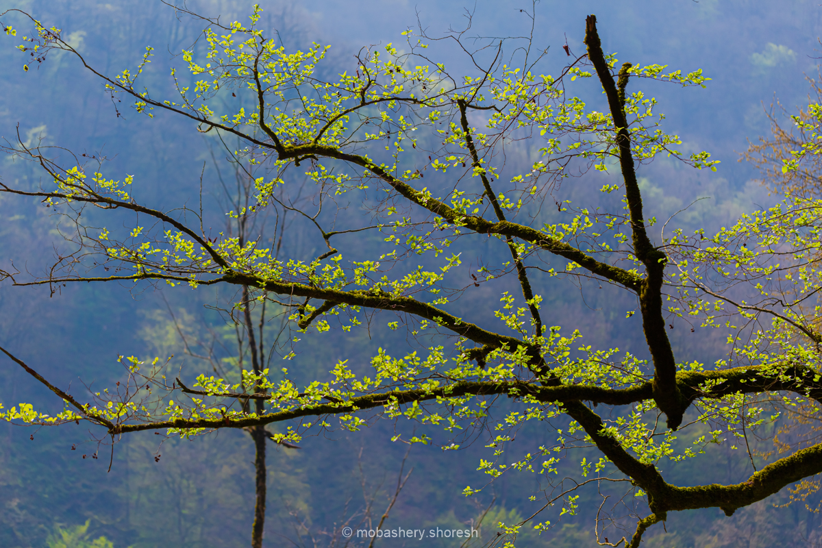 Artwork Tree 6 by shoresh mobasheri Artwork Tree 6 by shoresh mobasheri