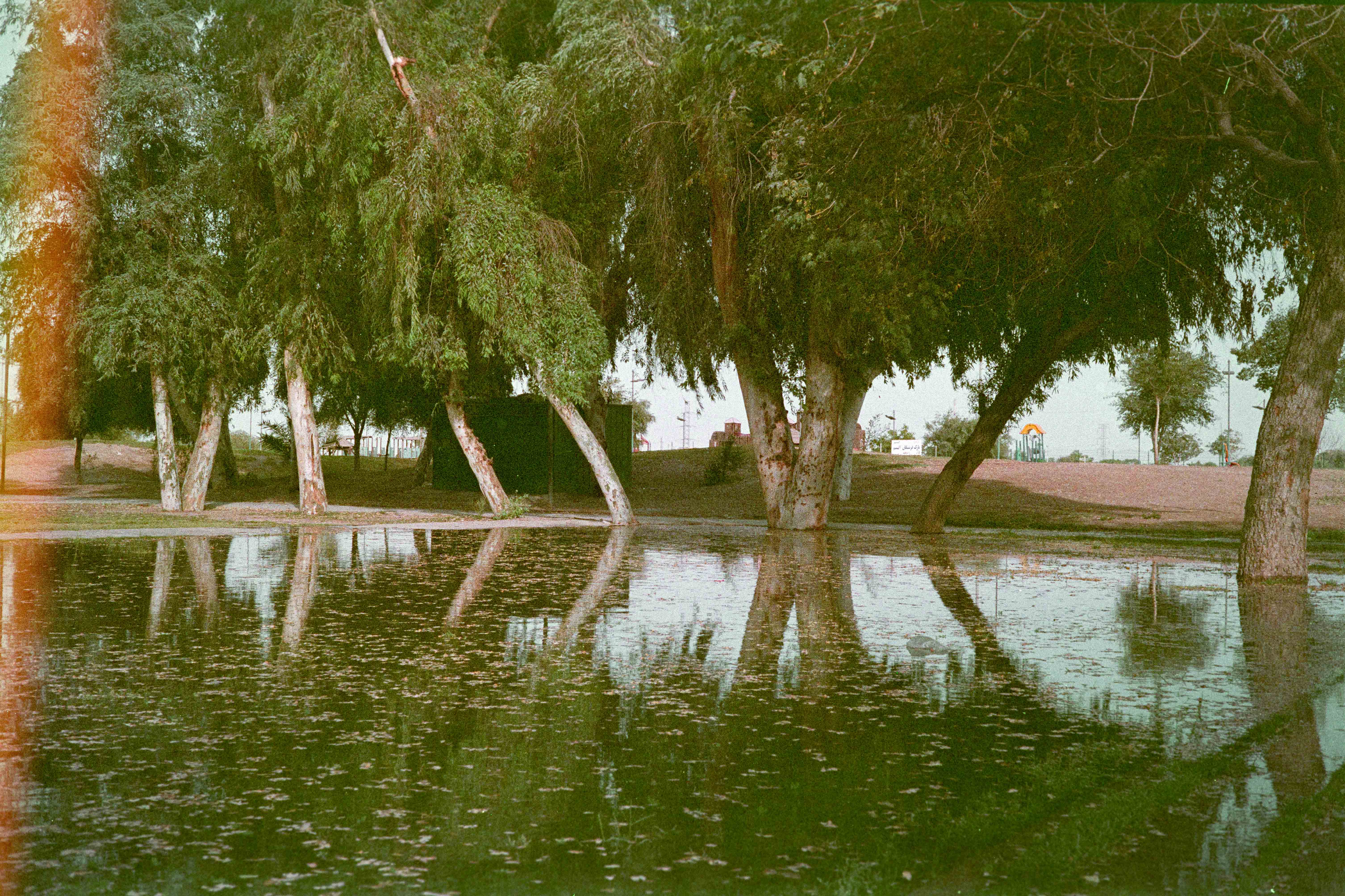 درختان ساحل کارون | | خرید تابلو درختان ساحل کارون | | خرید تابلو