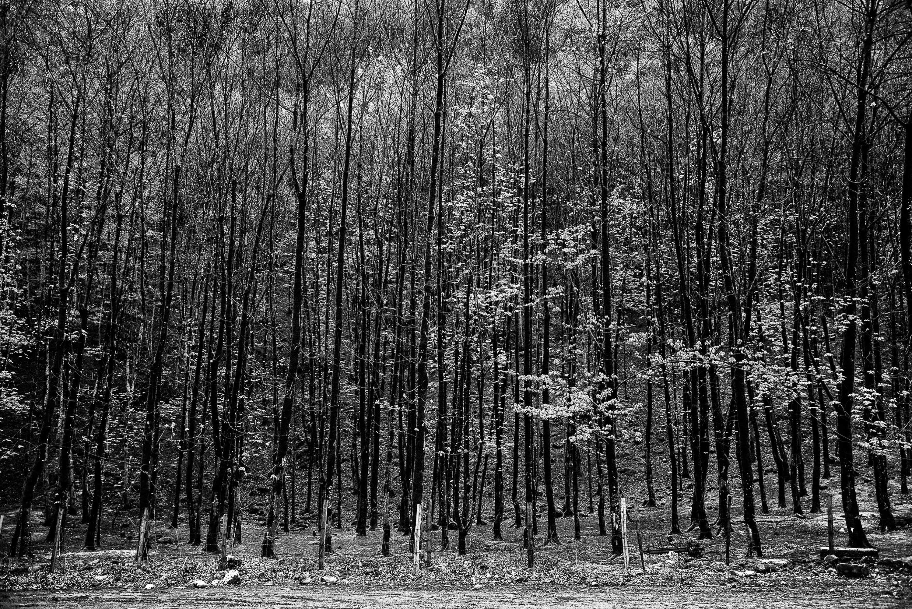 اثر آنسل آدامز از مجید شقایی فلاح اثر آنسل آدامز از مجید شقایی فلاح