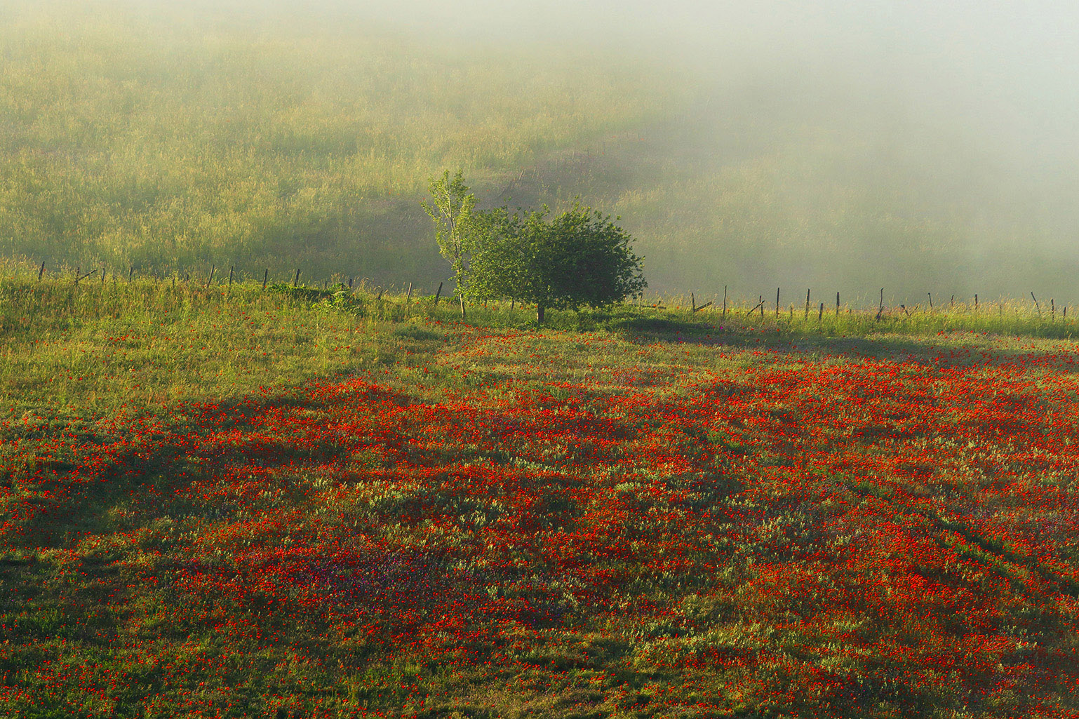 گل های سرخ بهاری | | بازار هنری گل های سرخ بهاری | | بازار هنری