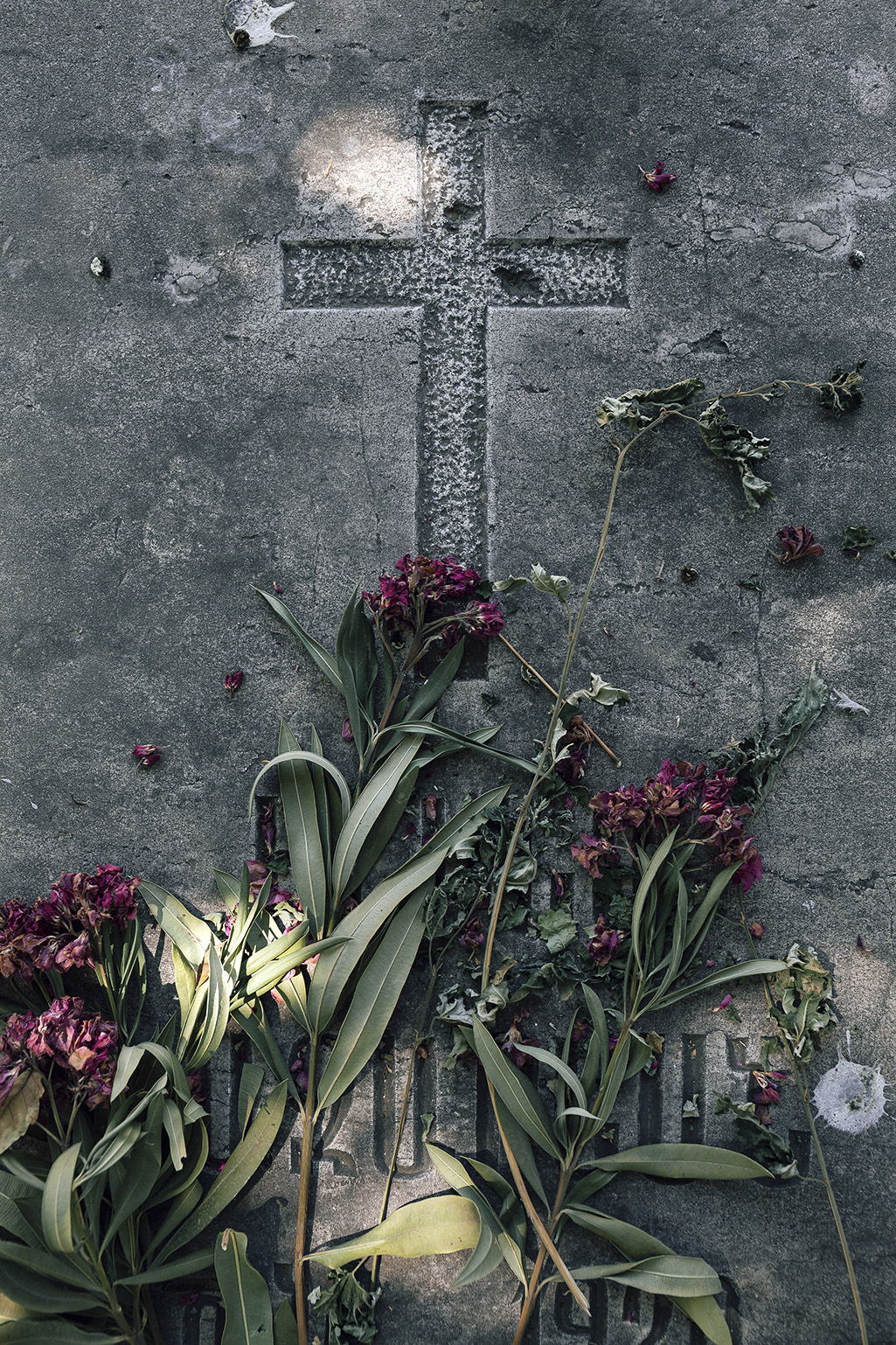 اثر از مجموعه گل های مرده شماره 02 از مجید حجتی (ماهو) اثر از مجموعه گل های مرده شماره 02 از مجید حجتی (ماهو)