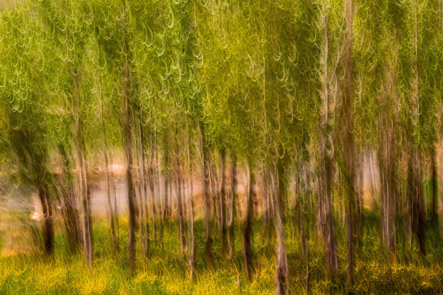 اثر گل های زرد از مجید حجتی (ماهو) اثر گل های زرد از مجید حجتی (ماهو)