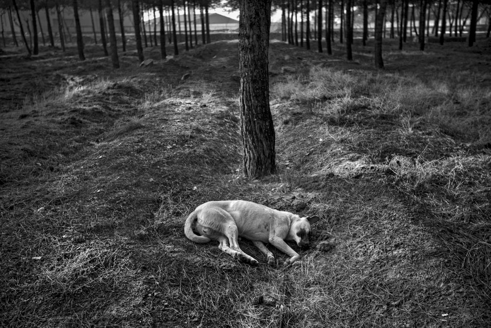 Artwork doggie life-8 by ali ranjbaran Artwork doggie life-8 by ali ranjbaran