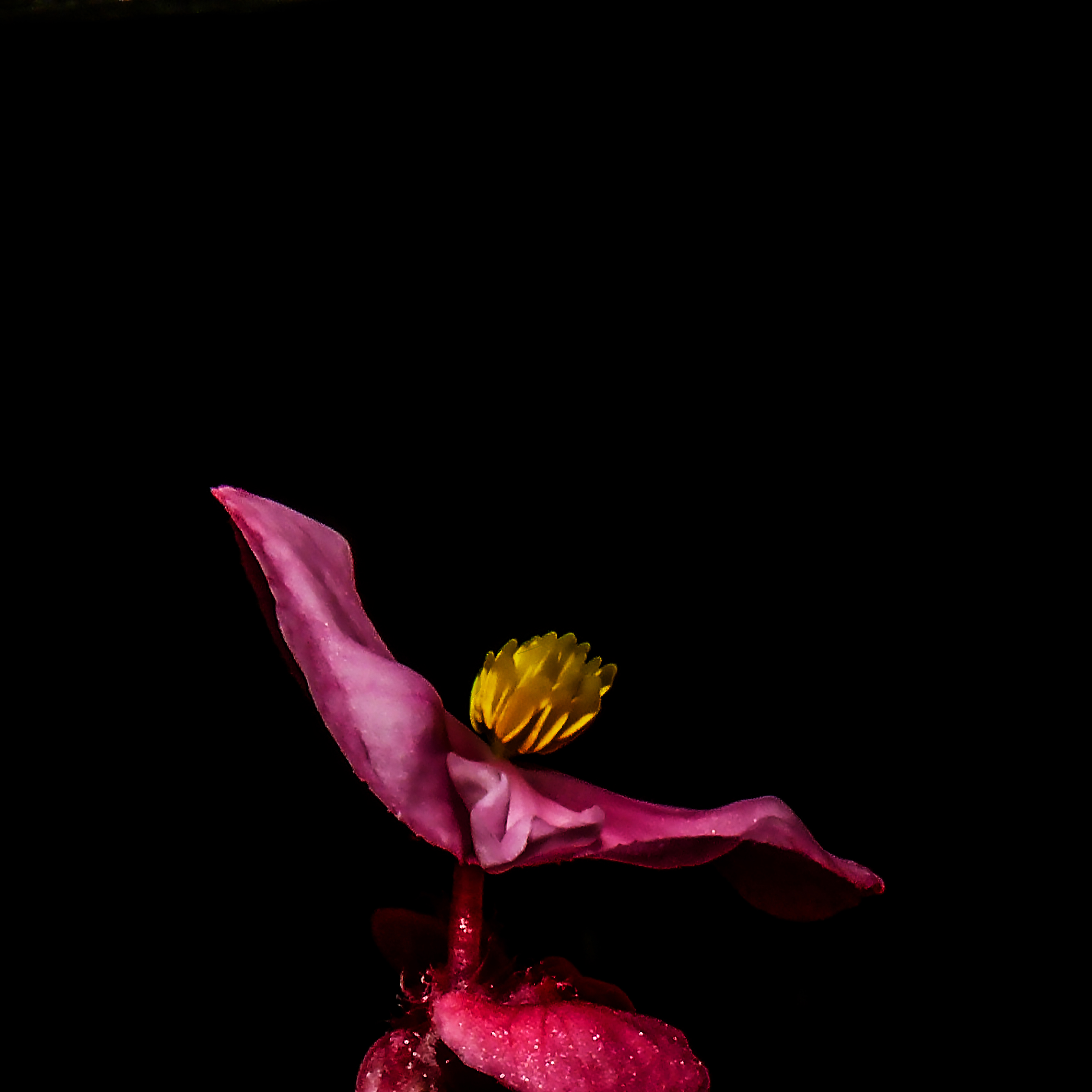 اثر گل رقصنده از فرهاد عزیزی اثر گل رقصنده از فرهاد عزیزی