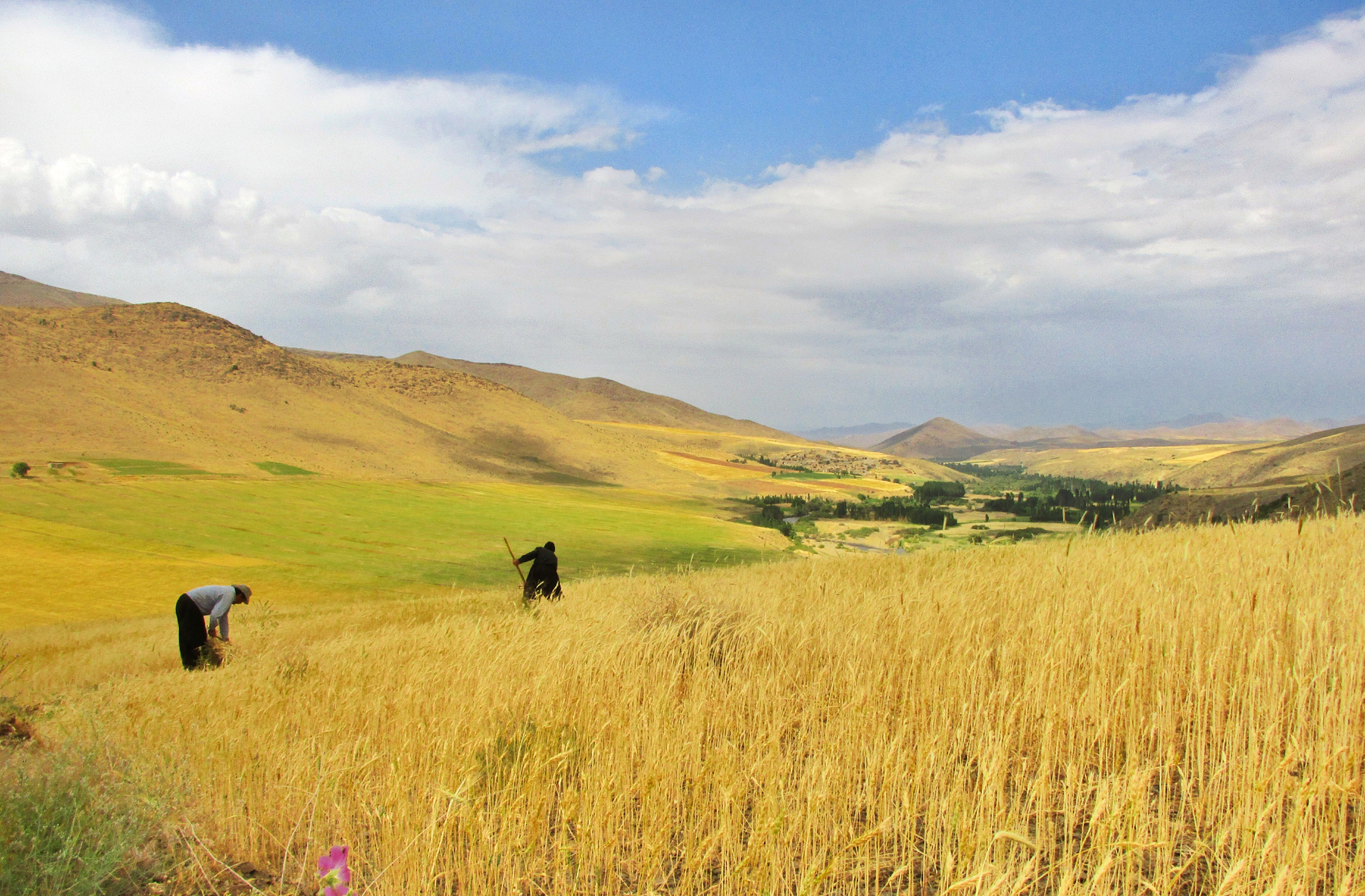 Artwork Yellow Summer by abbas rahmani Artwork Yellow Summer by abbas rahmani