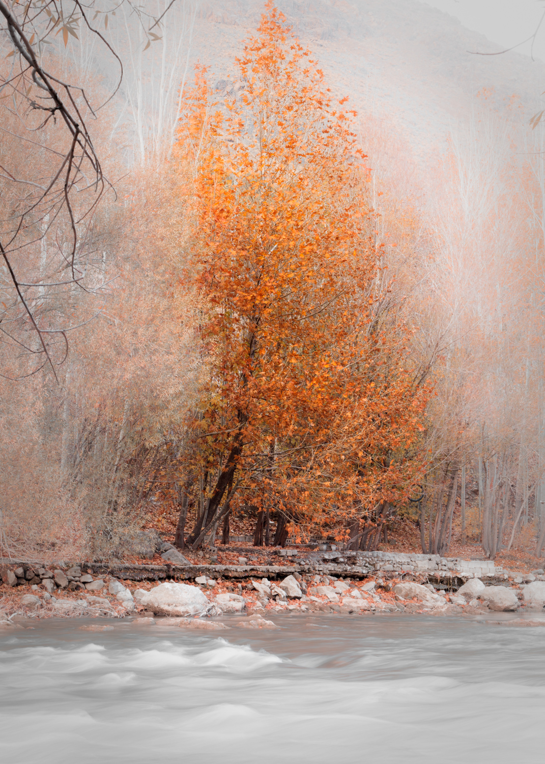 Artwork Fall of Tree by Mehdi Arastouei Artwork Fall of Tree by Mehdi Arastouei